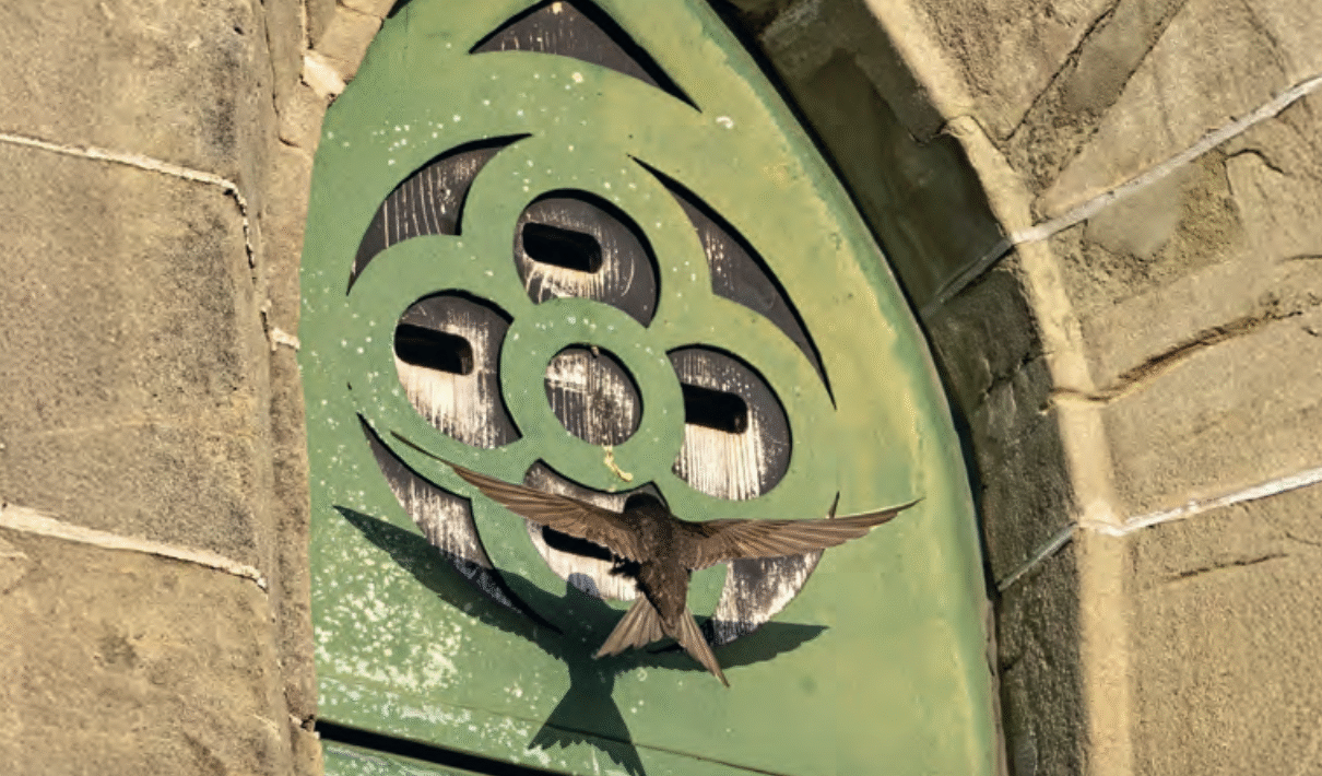 Einflug eines Segler in Brutplatz