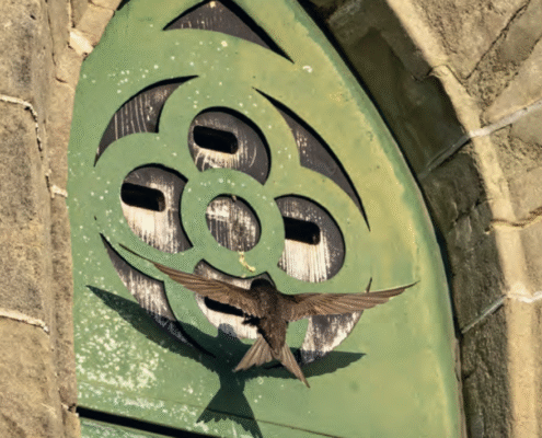 Einflug eines Segler in Brutplatz